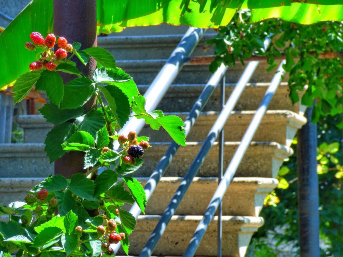 Veli Guest House • Საოჯახო Სასტუმრო Ველი Zemo Alvani Exteriér fotografie